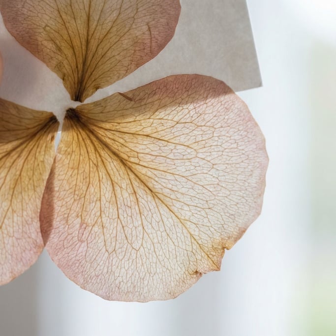 Extreme close-up of Dried flower petals pressed flat, translucent veins visible in transmitted light (u3nm9gcx)