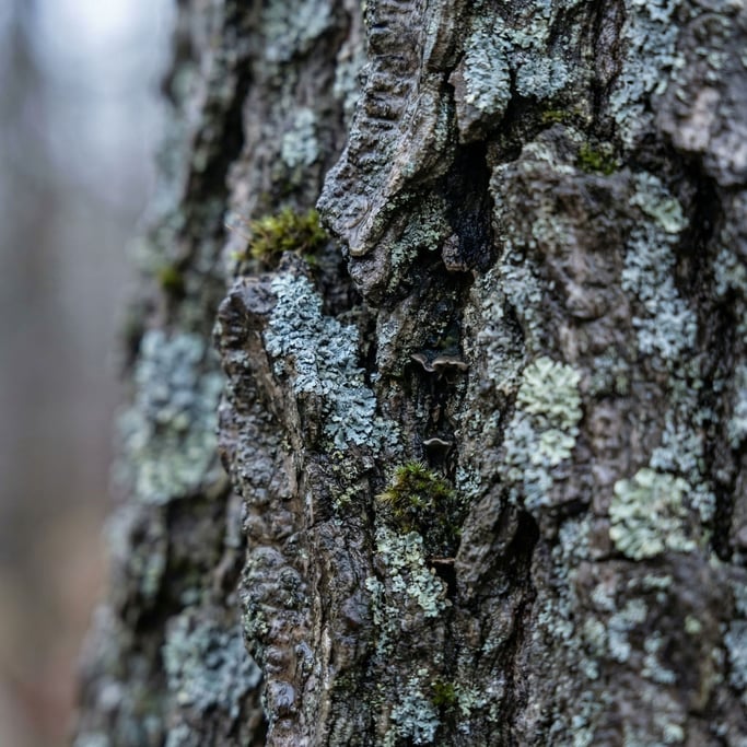 Extreme close-up of Tree bark in extreme macro (day46lws)