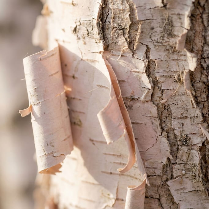 Extreme close-up of Peeling birch bark, paper-thin layers curling away from the trunk (z2qg5cu2)