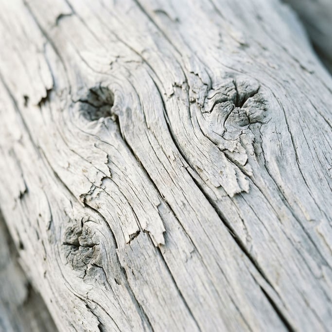 Detail photograph of Sun-bleached driftwood grain, salt-worn smooth (m0o)