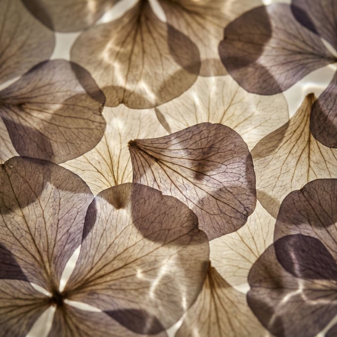 Detail photograph of Dried flower petals pressed flat (b1iynwlj)