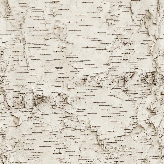 Seamless tileable texture of bark birch
