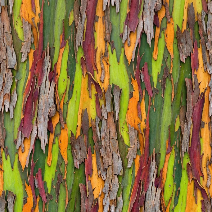 Seamless tileable texture of bark eucalyptus