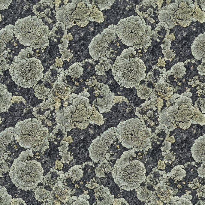 Seamless tileable texture of lichen on stone, pale green-grey lichen patches growing on dark stone
