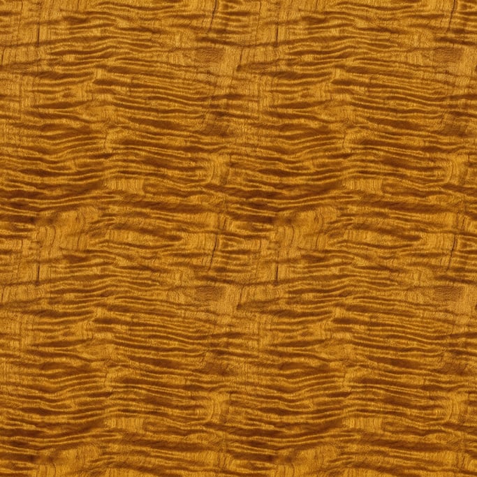Seamless tileable texture of curly maple wet with water