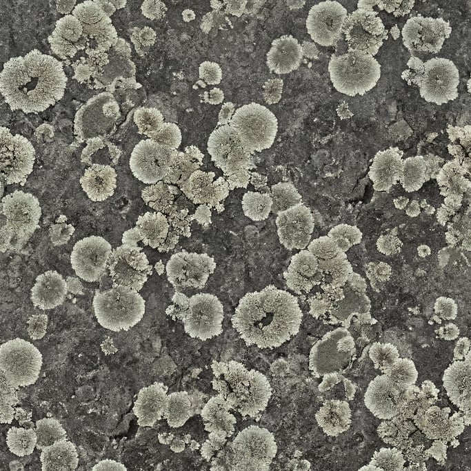 Seamless tileable texture of lichen on stone lightly weathered and aged