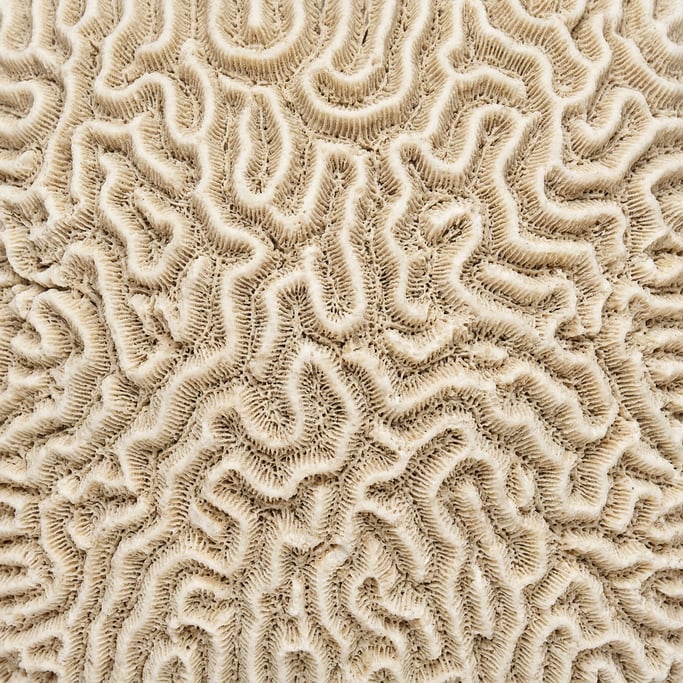 Seamless tileable texture of coral surface freshly cut and raw