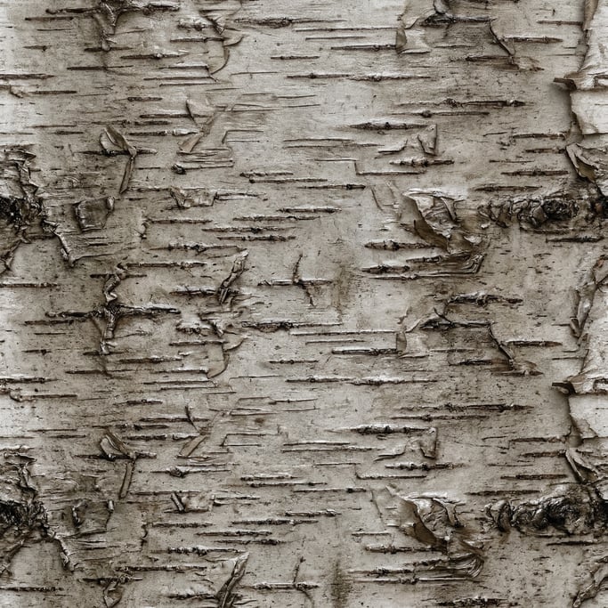 Seamless tileable texture of bark birch wet with water