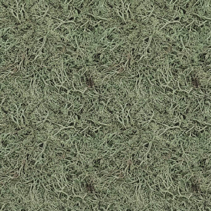 Seamless tileable texture of dried moss lightly weathered and aged