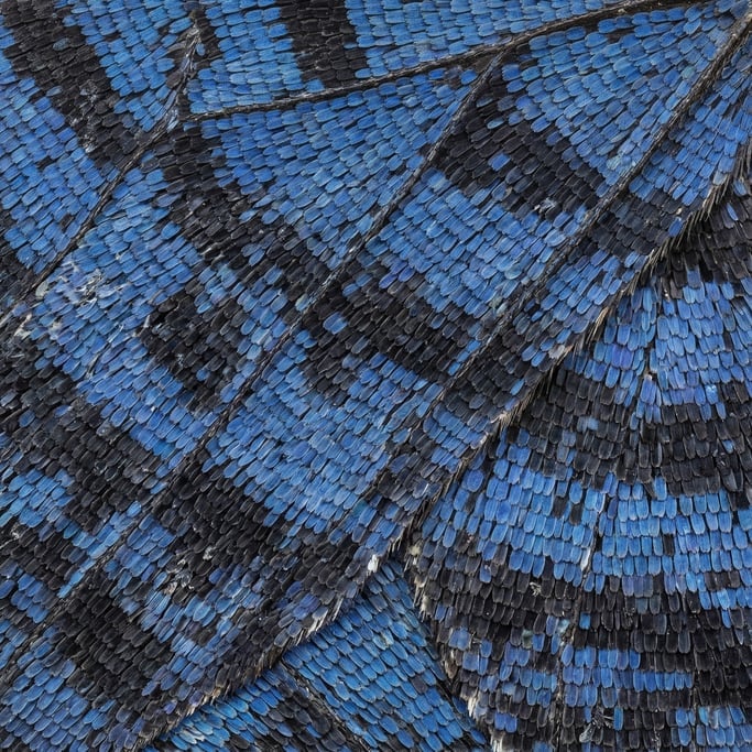 Seamless tileable texture of butterfly wing macro lightly weathered and aged