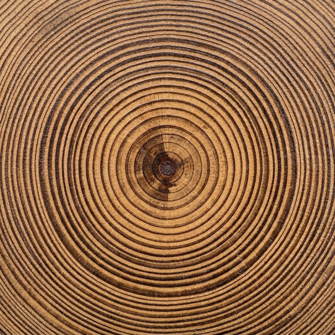 Seamless tileable texture of tree rings cross-section wet with water