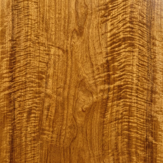 Seamless tileable texture of curly maple wet with water