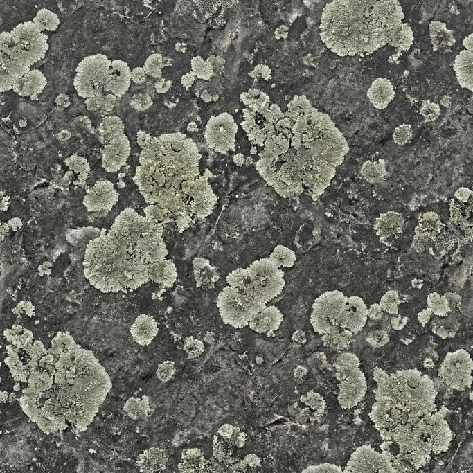 Seamless tileable texture of lichen on stone lightly weathered and aged