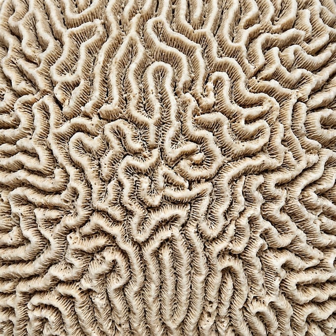 Seamless tileable texture of coral surface freshly cut and raw