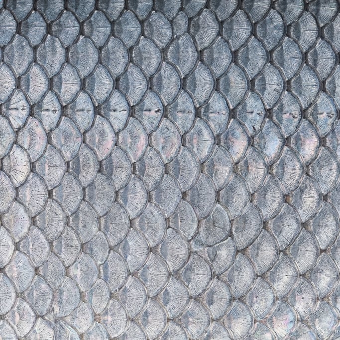 Seamless tileable texture of fish scales at higher magnification