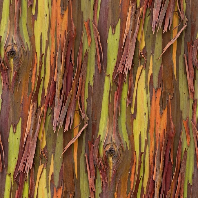 Seamless tileable texture of bark eucalyptus freshly cut and raw