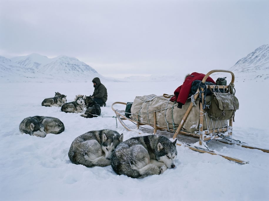 Dog sled team resting in the snow, the sled loaded with supplies, dogs curled up